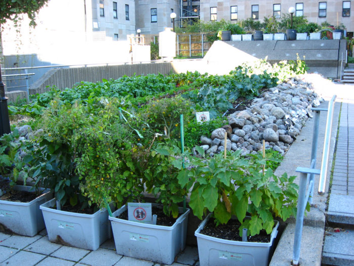 Why roof-top gardening matters