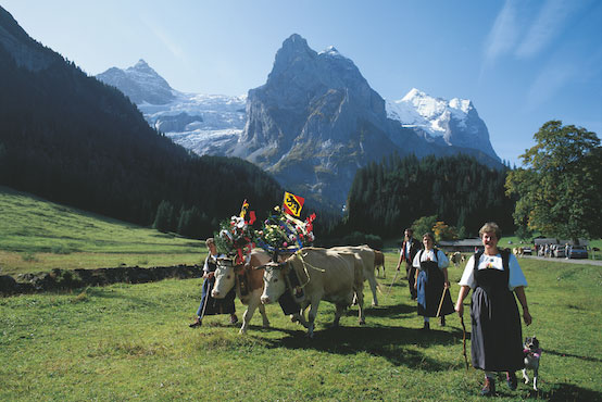 Why You Need To See the Alpine Cow Descent in Switzerland At Least Once in Your Life?