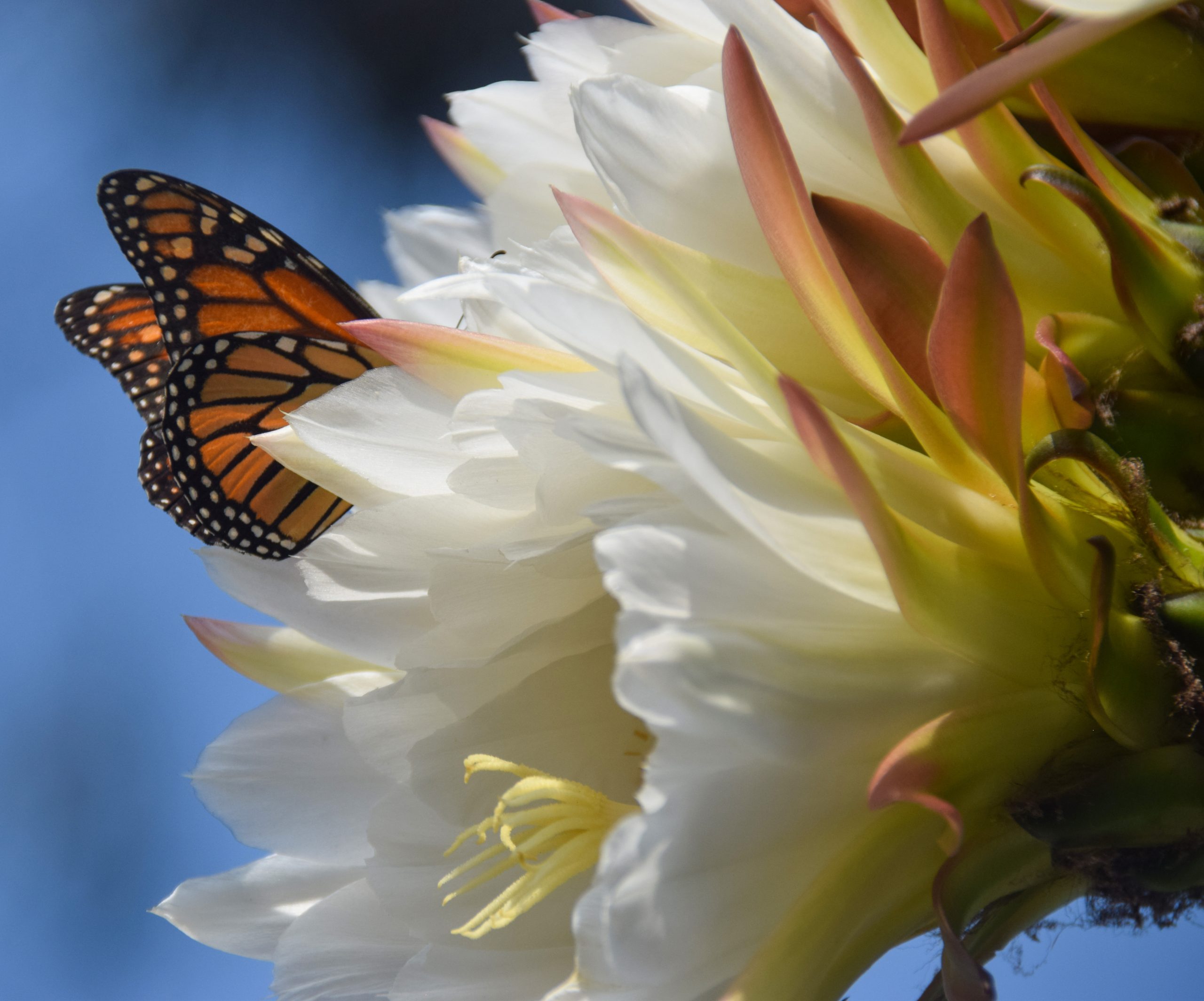 Climate Change Has Upset the Balance of Insect Populations