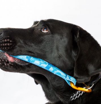 The Right Stuff: The Making of the First Diabetic Alert Dog Program