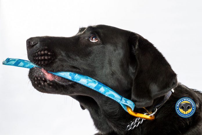 The Right Stuff: The Making of the First Diabetic Alert Dog Program