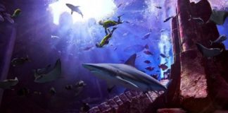 Atlantis The Palm is here with a Shark Week celebration