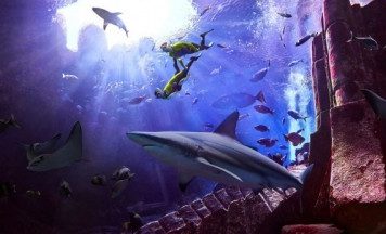 Have A Fin-Tastic Shark Week At Atlantis The Palm, Dubai Atlantis The Palm is here with a Shark Week celebration