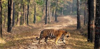 Explore Wildlife This Winter With Taj Safaris EXPLORE WILDLIFE THIS WINTER WITH TAJ SAFARIS