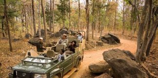THIS WORLD WILDLIFE DAY, DISCOVER THE SECRETS OF THE JUNGLE WITH TAJ SAFARIS
